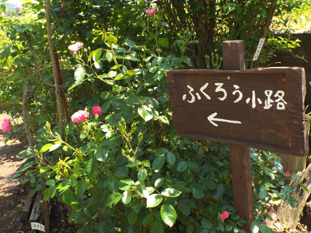 イメージ 12