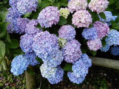 DSCN9793