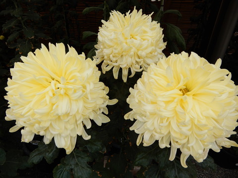 DSCN3298