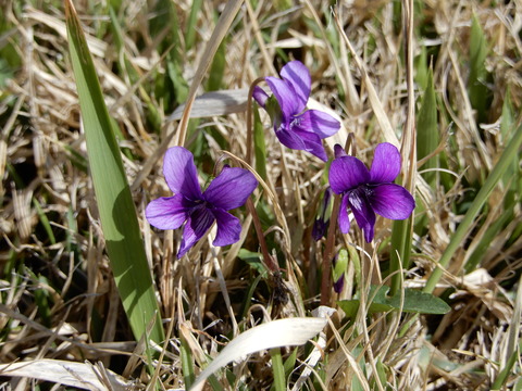 DSCN6894