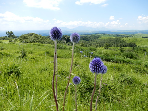 DSCN8764