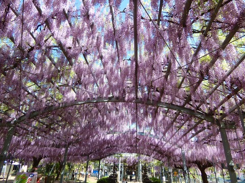 藤の花３