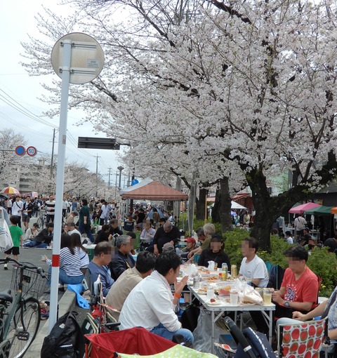 桜３