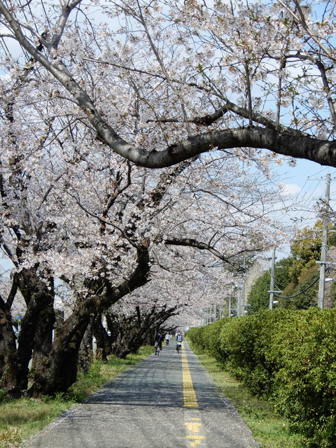 DSCN4204
