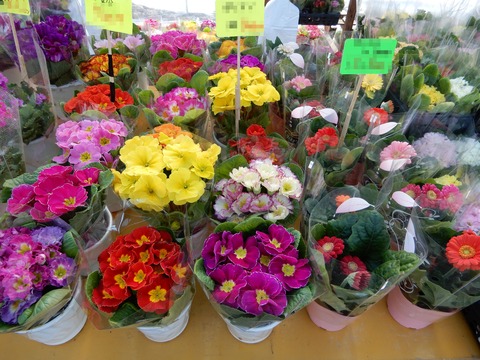 植木祭り７