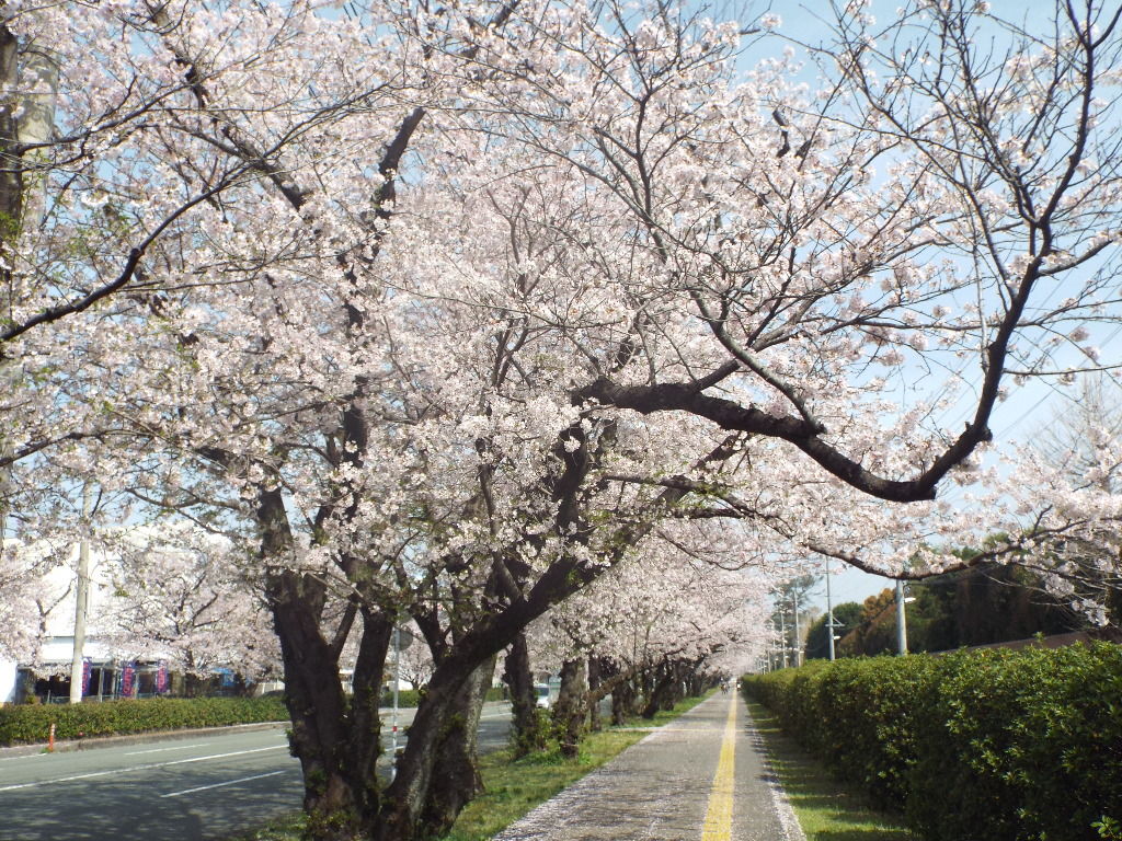 イメージ 5