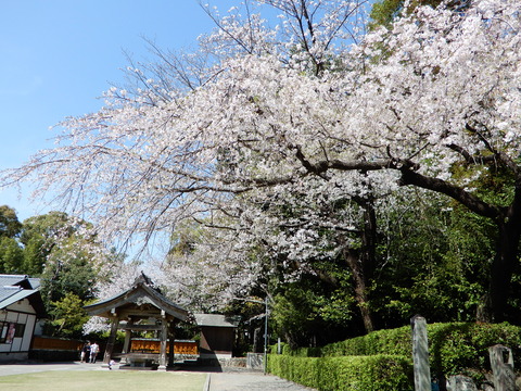DSCN4237