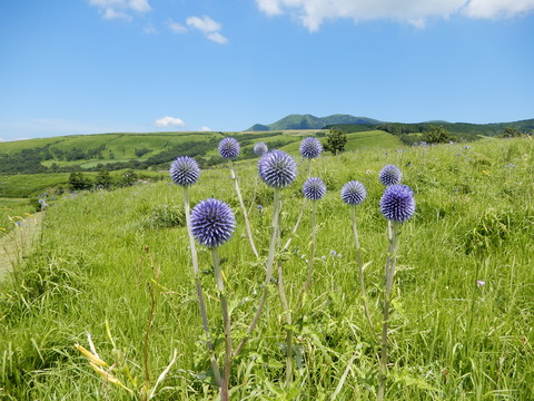 DSCN8768