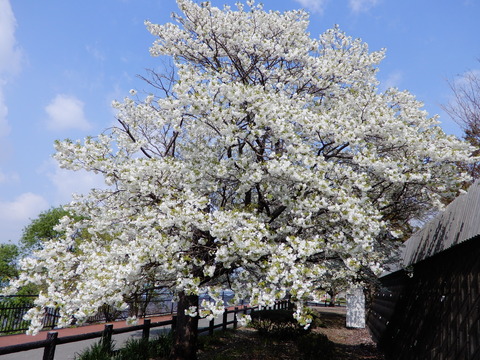 DSCN9543