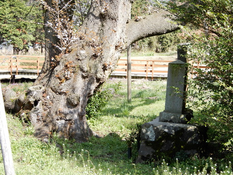 DSCN6881