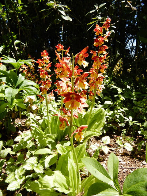 DSCN4471