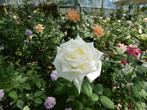 DSCN7629
