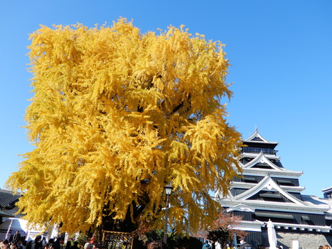 DSCN7971