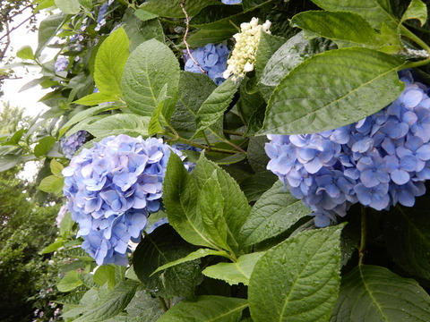 DSCN5798