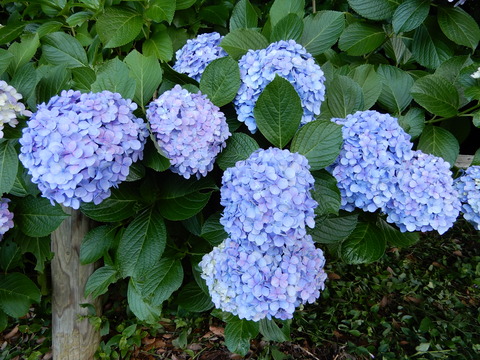 DSCN9816