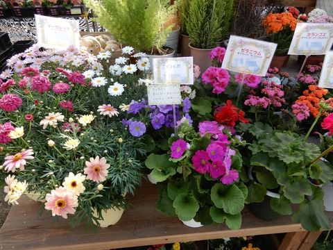植木市5