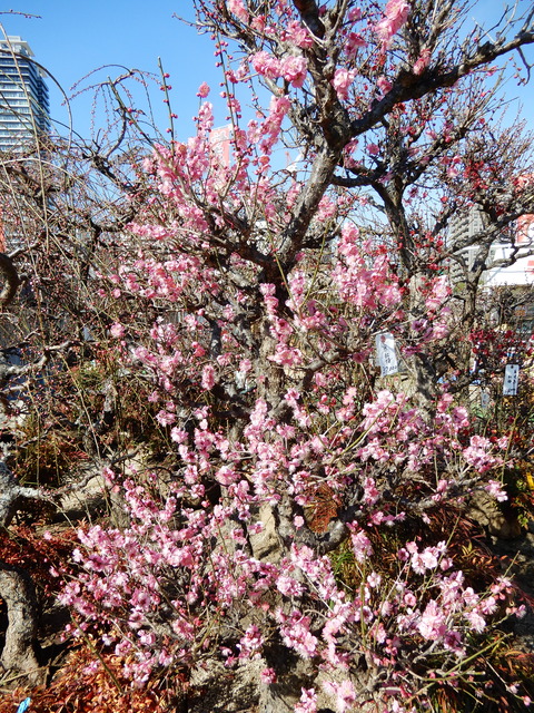 DSCN3971