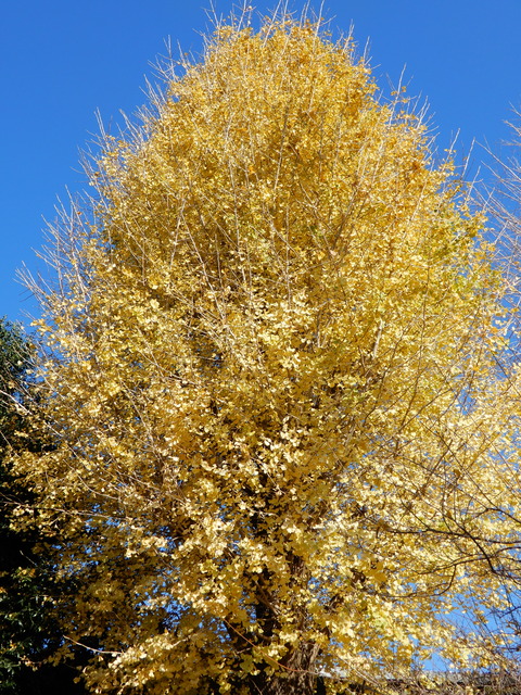 DSCN3915
