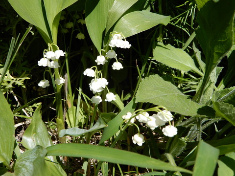 DSCN9672
