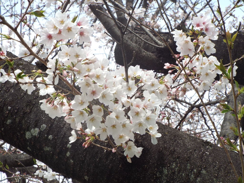 イメージ 7