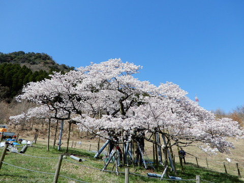 DSCN4290