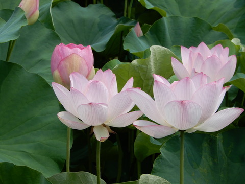 DSCN9972
