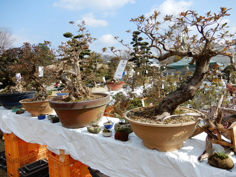 DSCN3408