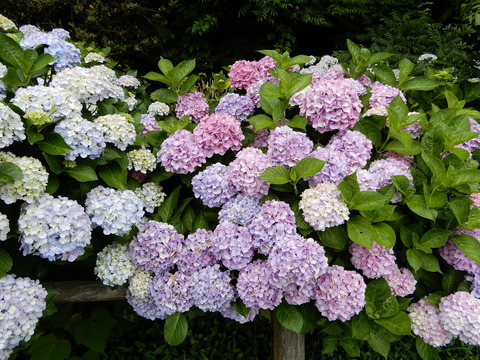 DSCN5786