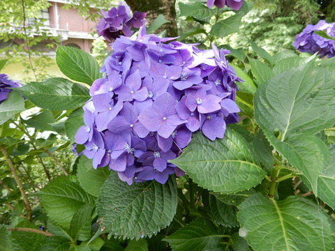 DSCN4549