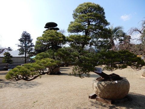 DSCN3390