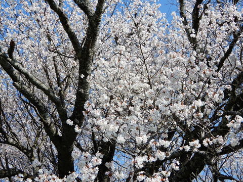 DSCN4248