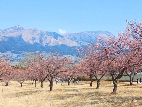河津桜4