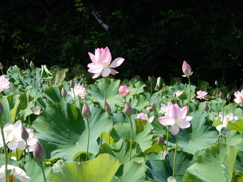 DSCN5845