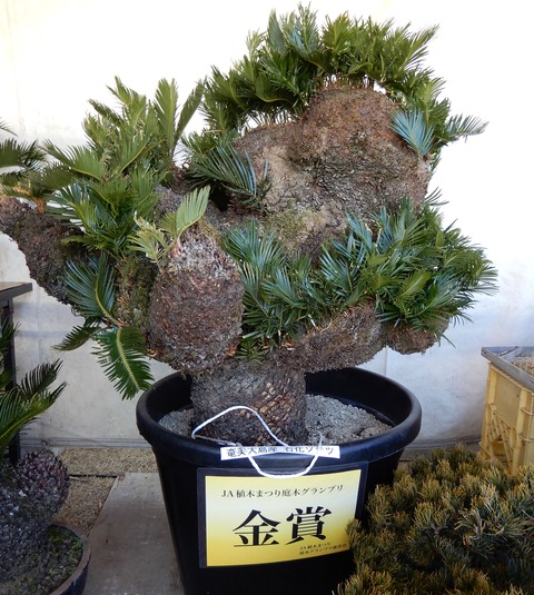 植木市