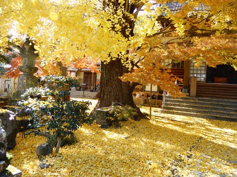 大イチョウ２