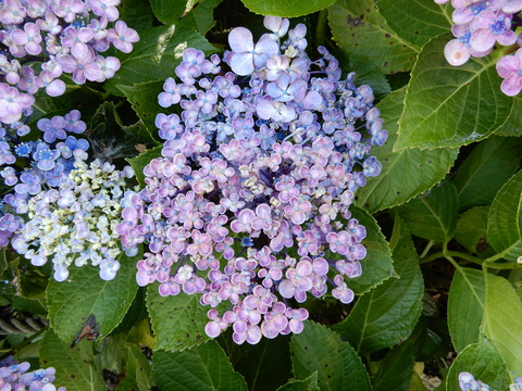 DSCN8687
