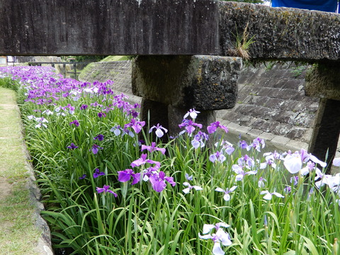 DSCN7294