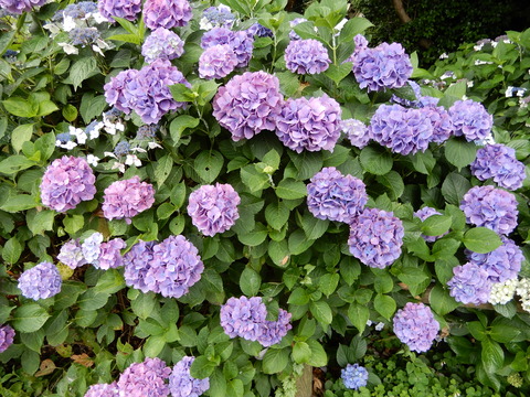 DSCN5805