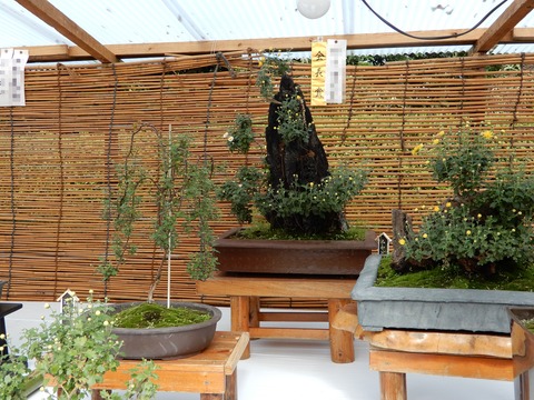 菊花展７