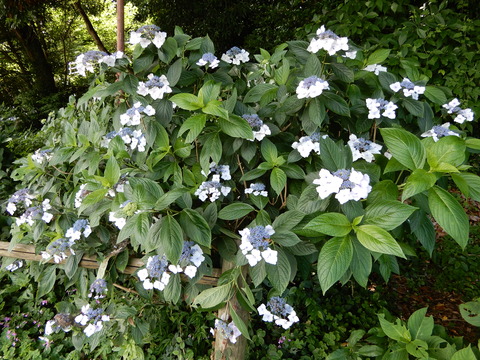 DSCN9782