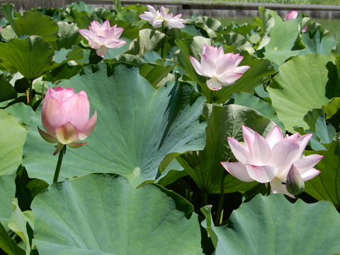 DSCN8712