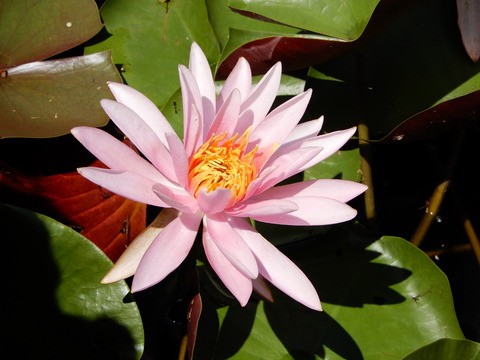 DSCN4563