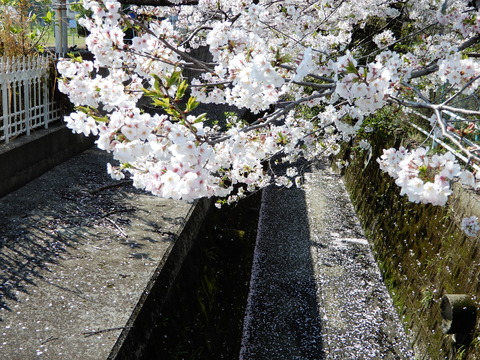 DSCN3711