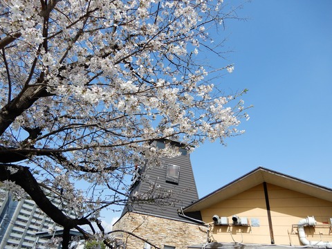 桜４