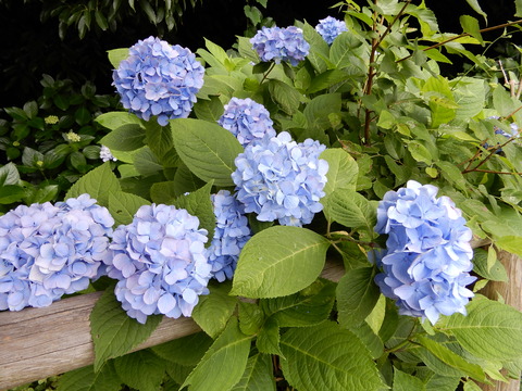 DSCN5792