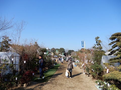 植木祭り