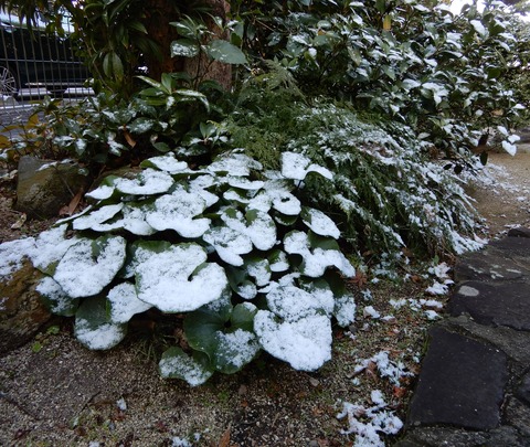 雪２