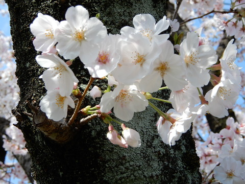 DSCN3741