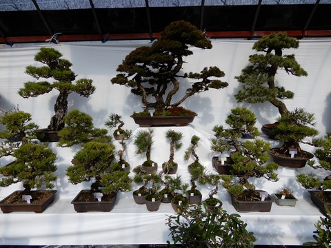 植木３
