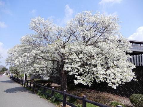 DSCN9544
